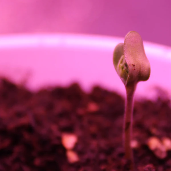 How to Grow Weed for Beginners